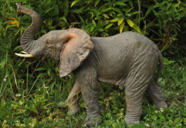 園林玻璃鋼仿真動物景觀大象雕塑